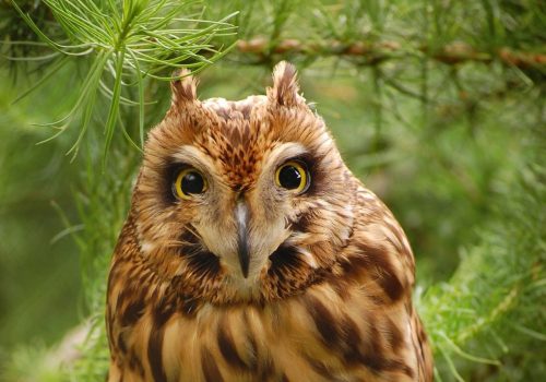 SmallBreedsFarmParkandOwlCentre